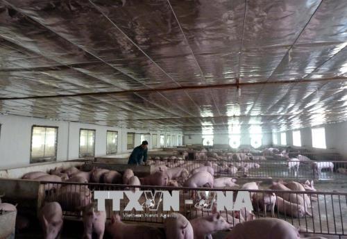 Mỗi tháng lãi 200 triệu đồng từ nuôi lợn ảnh 1